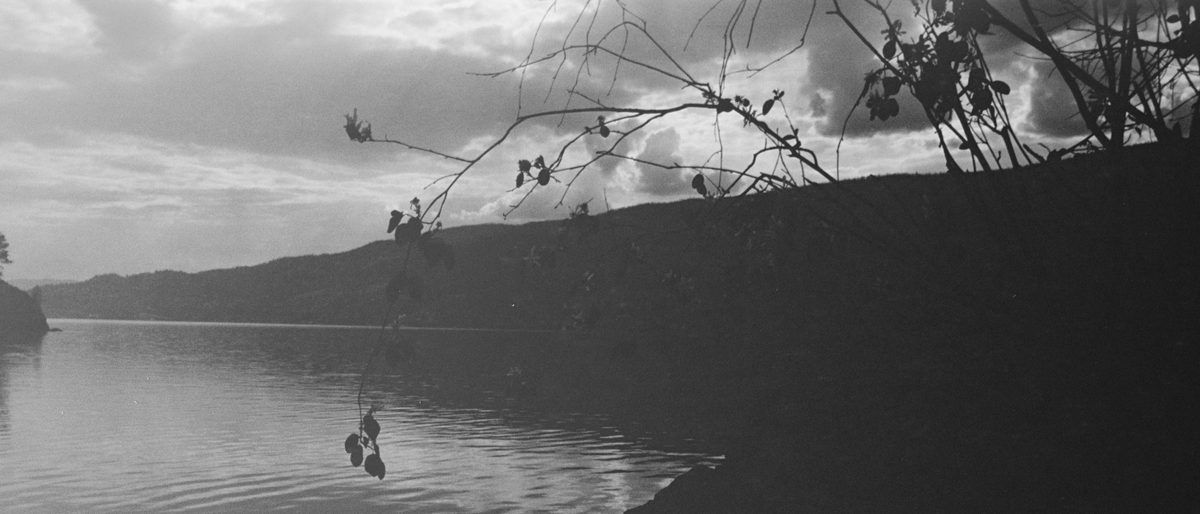 A still lake at dusk with branches hanging over the water.